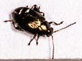 Chaetocnema concinna